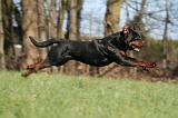 ROTTWEILER 561